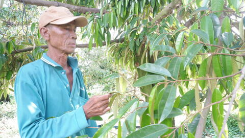 Lối đi nào để ngành hàng sầu riêng phát triển bền vững?: Sầu riêng thành sầu chung (Kỳ 1)