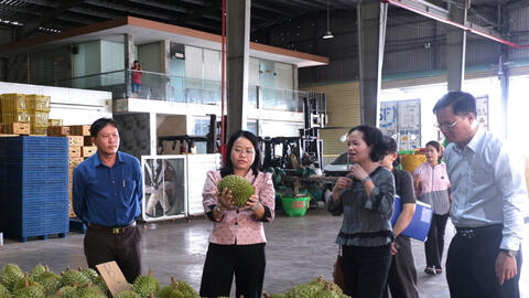 Lối đi nào để ngành hàng sầu riêng phát triển bền vững?: Mở lối cho ngành hàng sầu riêng (Kỳ cuối)