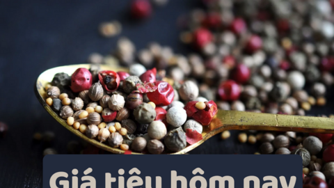 Giá tiêu hôm nay 1/7/2025: trong nước lấy lại đà tăng cao