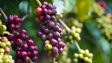 Giá cà phê hôm nay 14/7/2025: Trong nước cao nhất 90.300 đồng/kg