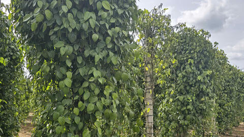 Giá tiêu hôm nay 16/7/2025: Trong nước tăng trở lại