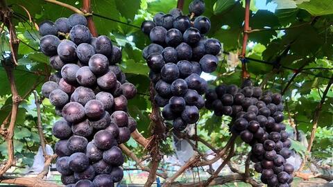 Xã Thuận An đẩy mạnh sản xuất nông nghiệp ứng dụng công nghệ cao