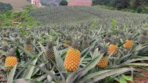 Nhiều dư địa tăng trưởng xuất khẩu dứa