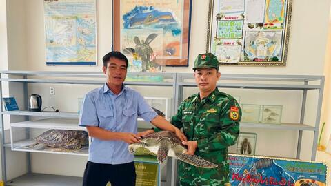 Lâm Đồng: Thả rùa biển quý hiếm về đại dương