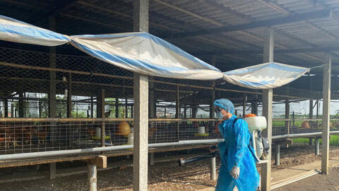 Tây Ninh: 92 cơ sở chăn nuôi đạt chứng nhận an toàn dịch bệnh