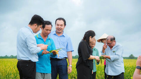 Canh tác lúa theo hướng an toàn