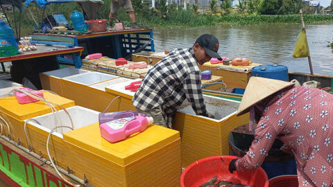 Thủy sản mùa nước nổi chưa nhiều