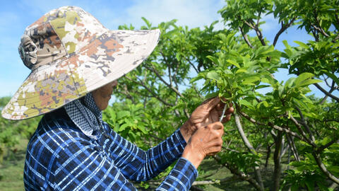Nghề thụ phấn cho mãng cầu