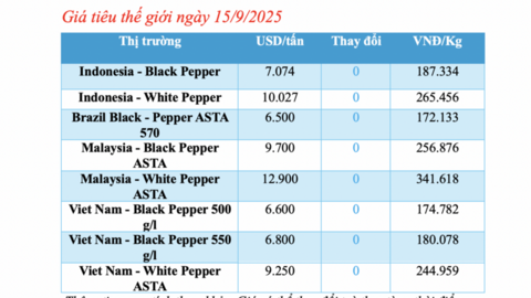 Giá tiêu hôm nay 15/9/2025: Duy trì ổn định