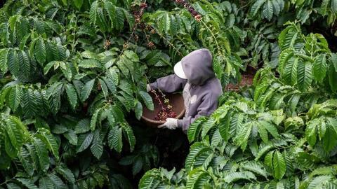 Ủy ban châu Âu đề xuất hoãn áp dụng Quy định chống phá rừng lần 2