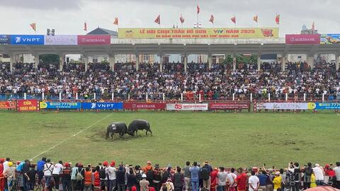 Hải Phòng: 16 'ông trâu' ra trận tại Lễ hội chọi trâu Đồ Sơn năm 2025