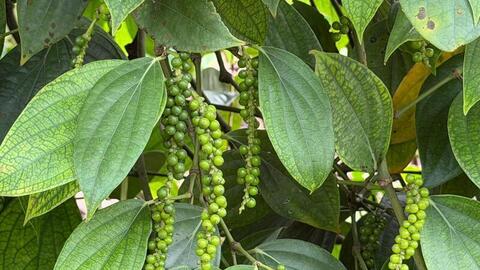 Giá tiêu hôm nay 13/10/2025: Không biến động