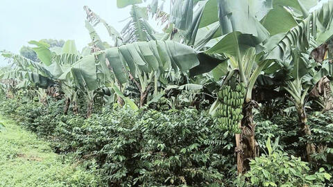 Xã A Lưới: Xây dựng thương hiệu chuối sạch của đồng bào dân tộc