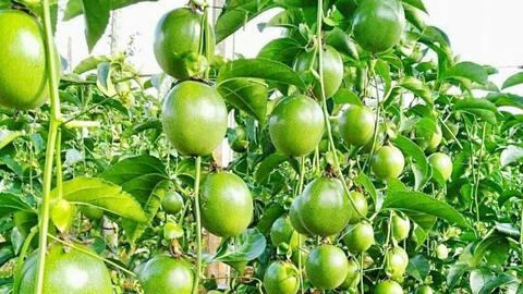 Gia Lai: Vùng nguyên liệu 'vàng' cho nông sản xuất khẩu