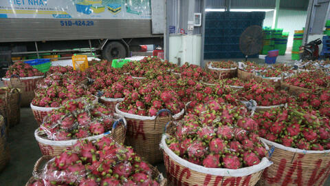 Giá thanh long giảm mạnh