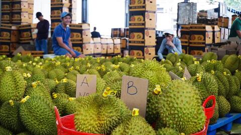 Truy xuất nguồn gốc đưa nông sản Đắk Lắk vươn ra thế giới - Bài 1: Minh bạch xuất xứ từ câu chuyện sầu riêng