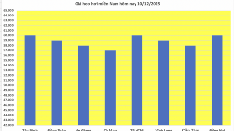 Giá heo hơi hôm nay 10/12/2025: Biến động trái chiều