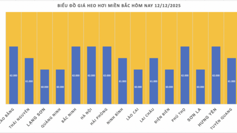 Giá heo hơi hôm nay 12/12/2025: Tăng đồng loạt, lập đỉnh mới