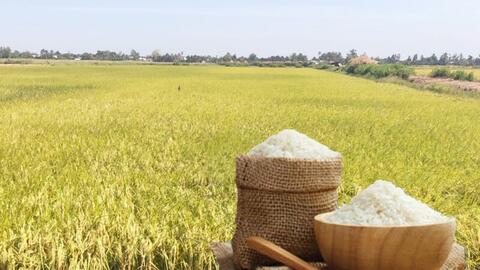 Giá lúa gạo hôm nay ngày 23/12: Thị trường "lặng sóng"