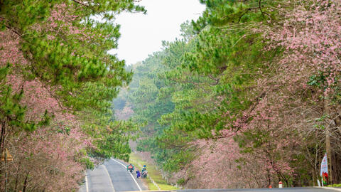 Lễ hội hoa Anh đào tại Măng Đen từ 1-4/01/2026