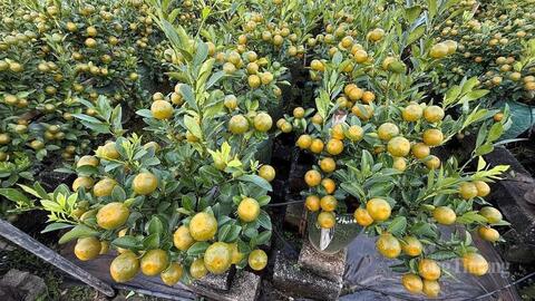 Vùng trồng quất cảnh Mễ Sở tất bật chuẩn bị nguồn cung cho dịp Tết