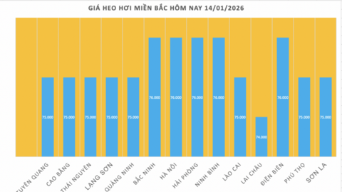 Giá heo hơi hôm nay 14/1/2026: Miền Bắc lập đỉnh mới 76.000 đồng/kg