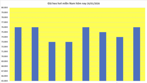 Giá heo hơi hôm nay 26/1/2026: Tăng rải rác