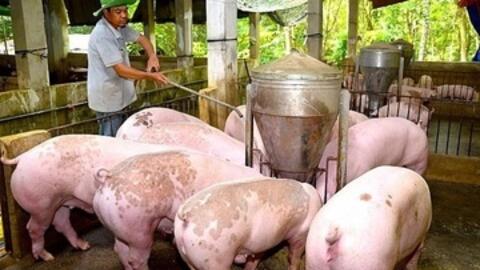 Giá heo hơi hôm nay 27/1/2026: Tăng mạnh, miền Bắc lập 'đỉnh' mới