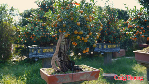 Hà Nội tổ chức chợ hoa xuân tại các xã, phường phục vụ tết Bính Ngọ