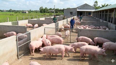 Giá heo hơi hôm nay 3/2/2026: Giảm mạnh trên cả nước