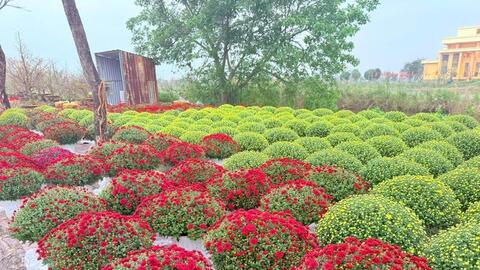 Thị trường hoa Tết Quảng Trị sôi động trước thềm xuân Bính Ngọ