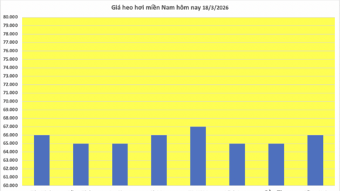 Giá heo hơi hôm nay 18/3/2026: Tăng diện rộng trên cả 3 miền