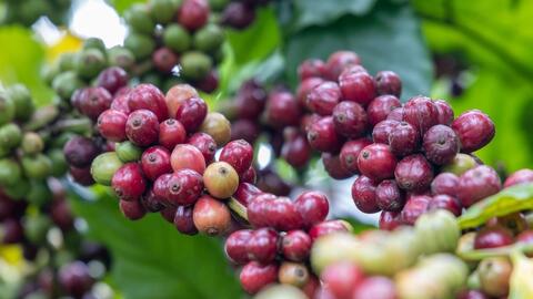 Giá cà phê chịu áp lực nguồn cung từ Brazil, khó giảm sâu