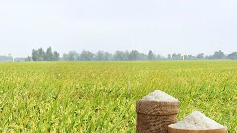 Giá lúa gạo hôm nay ngày 15/4: Thị trường ít biến động