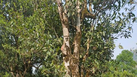 Dưới gốc chè 300 năm tuổi, nghe kể chuyện làm thương hiệu