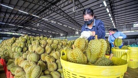 Nhiều thị trường điều chỉnh SPS, nông sản xuất khẩu cần lưu ý gì?