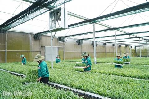 Khuyến nông Đắk Lắk đồng hành cùng nông dân