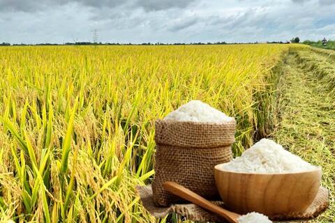 Giá lúa gạo hôm nay ngày 12/12: Gạo thơm neo giá cao, lúa giữ giá