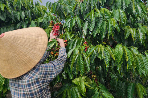 Giá cà phê hôm nay 19/12/2025: Lao dốc, xuống dưới mốc 90.000 đồng/kg