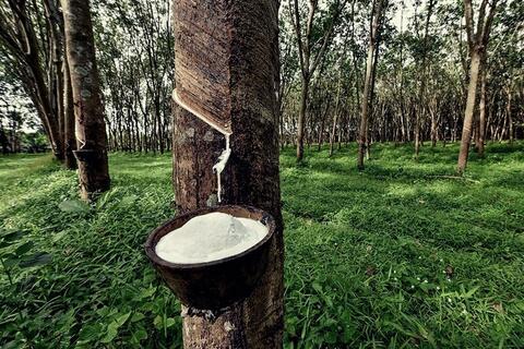 Thanh khoản suy yếu, giá cao su RSS3 đi ngang  quanh mốc 2.110 USD/tấn