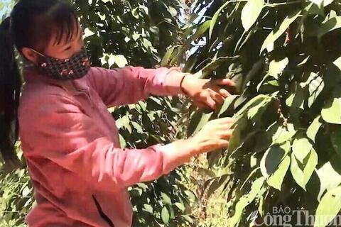 Giá tiêu hôm nay 30/12/2025: Thị trường trầm lắng