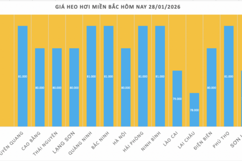 Giá heo hơi hôm nay 28/1/2026: Tiếp đà đi lên
