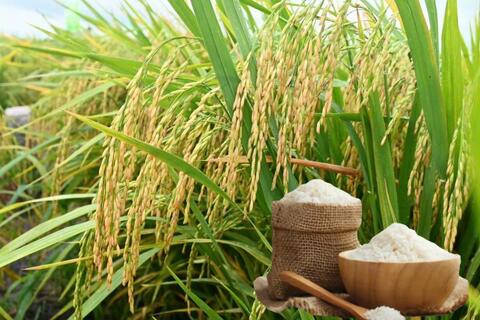 Giá lúa gạo hôm nay ngày 29/1/2026: Gạo thơm dẻo neo cao