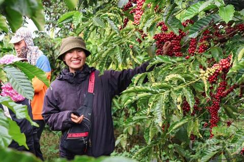 Giá cà phê hôm nay 20/3/2026: Tăng nhẹ 500 đồng/kg