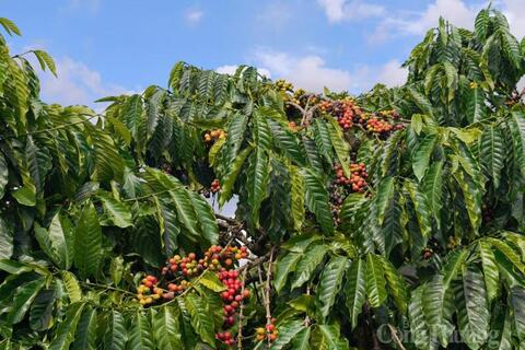 Giá cà phê hôm nay 30/3/2026: Dao động từ 91.500 - 92.300 đồng/kg