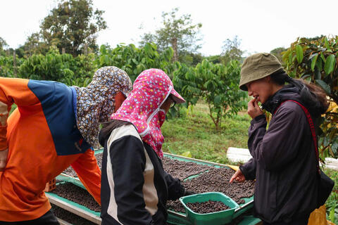 Giá cà phê hôm nay 31/3/2026: Tăng nhẹ 200 đồng/kg tại Lâm Đồng