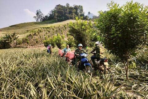 Mùa dứa ngọt trên đất Pú Nhung và hành trình thoát nghèo