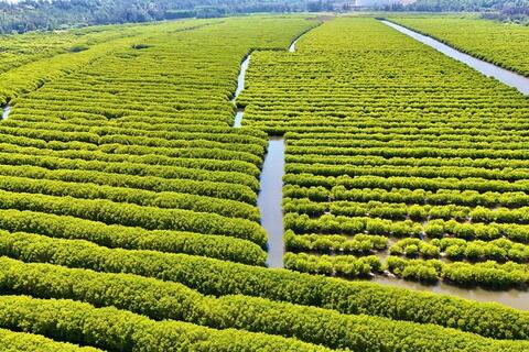 Quảng Ngãi: Đánh thức tiềm năng du lịch sinh thái Bàu Cá Cái