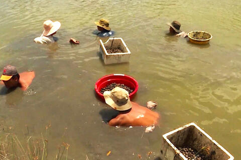 Dịch bệnh thủy sản xảy ra trên 50 xã, phường ở Cà Mau