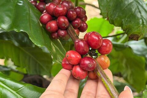 Giá cà phê hôm nay 16/6/2026: Giảm nhẹ 200 đồng/kg